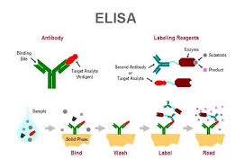 Status of Common Communicable Diseases in Children Tested Using ELISA Methods in Wasit Province, Iraq: A Retrospective Study